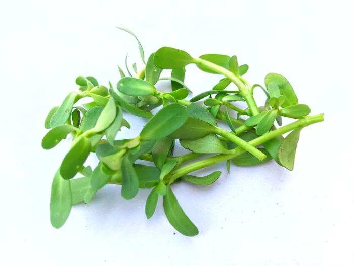 GettyImages-1290425613-f3fee51715ec4e569989297012aba555 GettyImages-1290425613-f3fee51715ec4e569989297012aba555