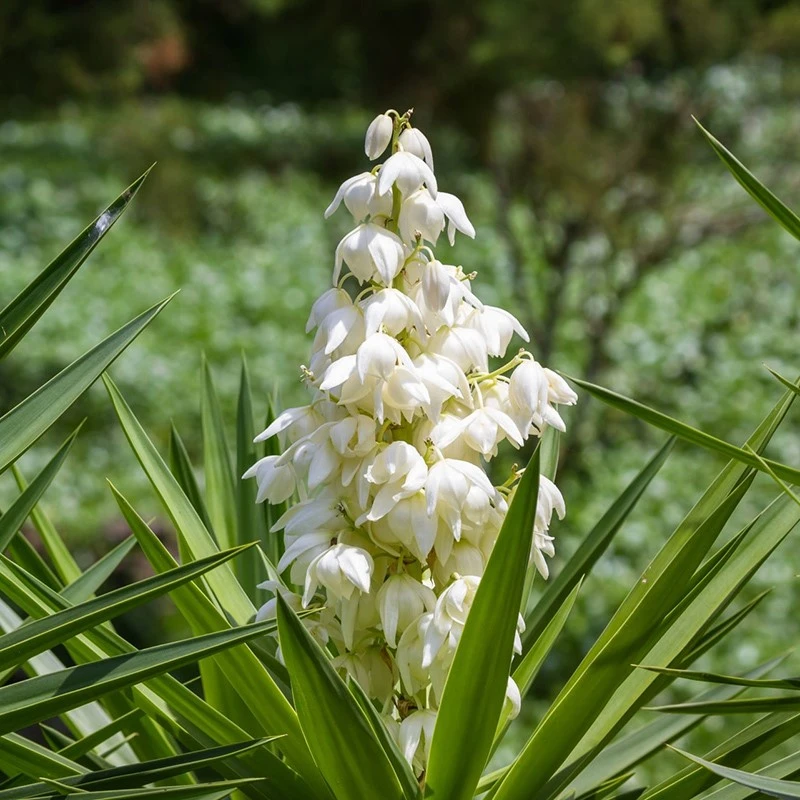 Pharmaceutical-grade yucca extract manufacturer Pharmaceutical-grade yucca extract manufacturer
